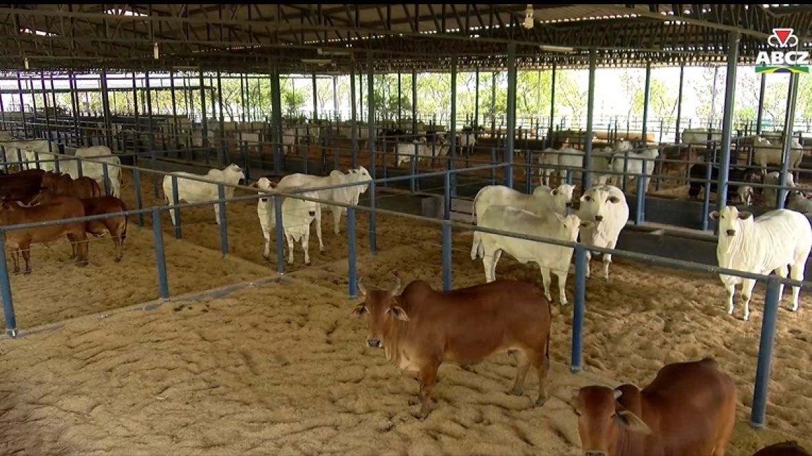 Quarentenário da Fazenda Experimental da ABCZ recebe nova remessa de animais para exportação à Bolívia.
