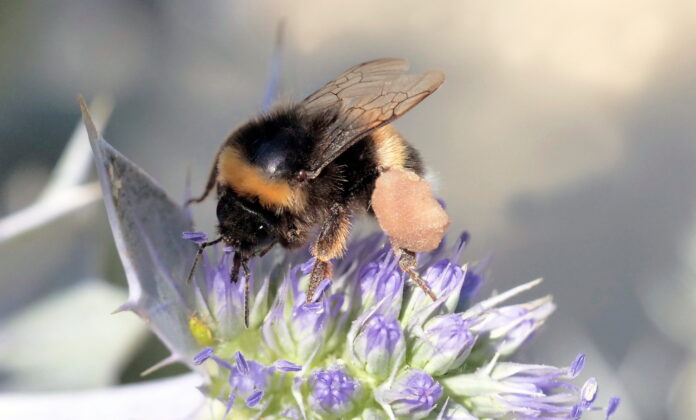 Pesquisadores debatem sobre a chegada de Bombus terrestris ao Brasil no XIV Encontro sobre Abelhas.