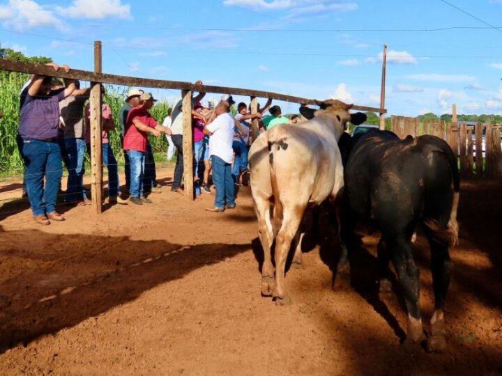 Dia de Campo em Urânia apresenta técnica que eleva o valor de mercado de bezerros leiteiros.