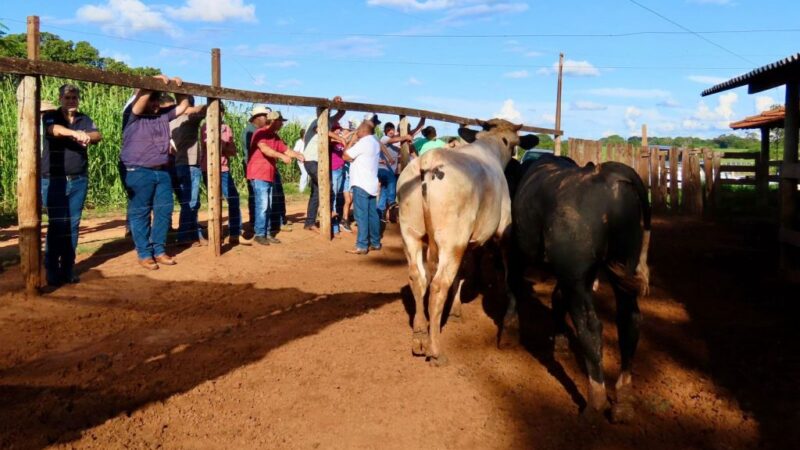 Dia de Campo em Urânia apresenta técnica que eleva o valor de mercado de bezerros leiteiros.