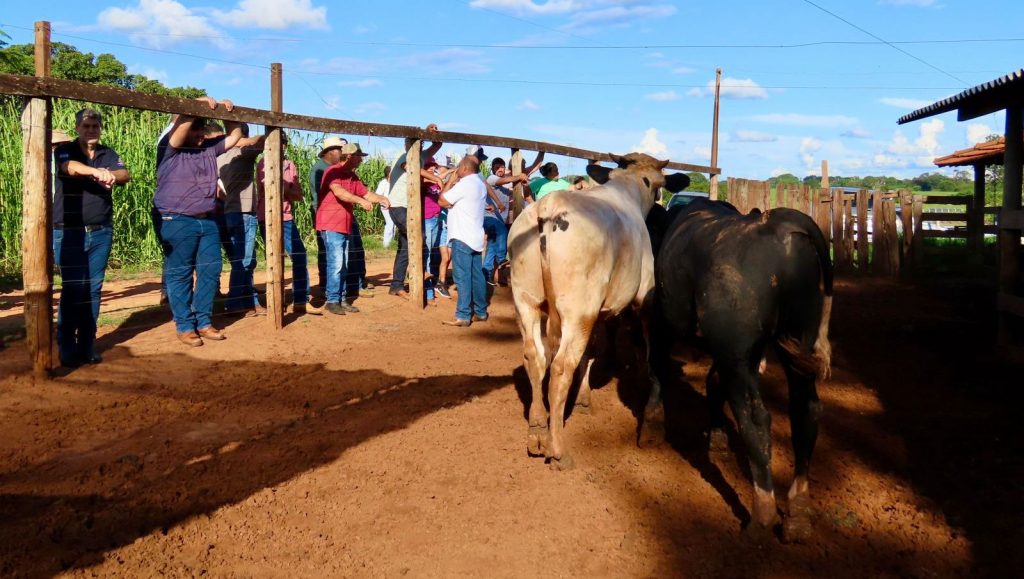 Dia de Campo em Urânia apresenta técnica que eleva o valor de mercado de bezerros leiteiros.