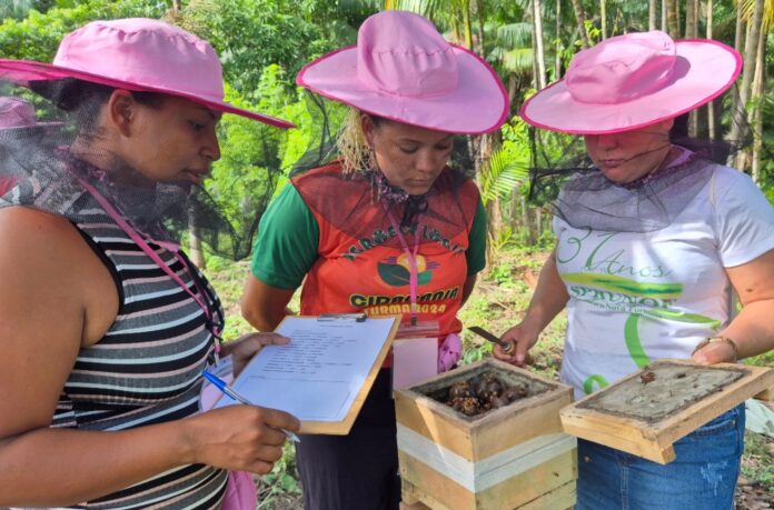 Manual de Meliponicultura para Mulheres valoriza saberes e amplia oportunidades no campo.