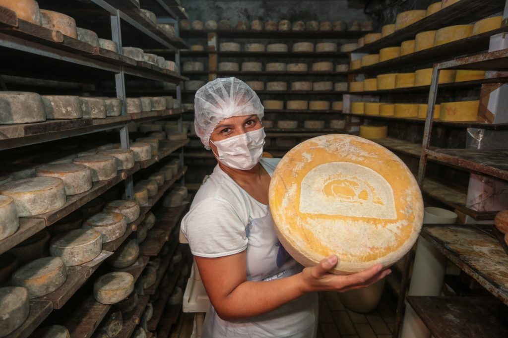 Produção artesanal de queijo avança em São Paulo e conquista reconhecimento estadual.