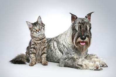Palatabilidade e bem-estar de pets são focos da ICC Nutrição Animal na Fenagra 2026.