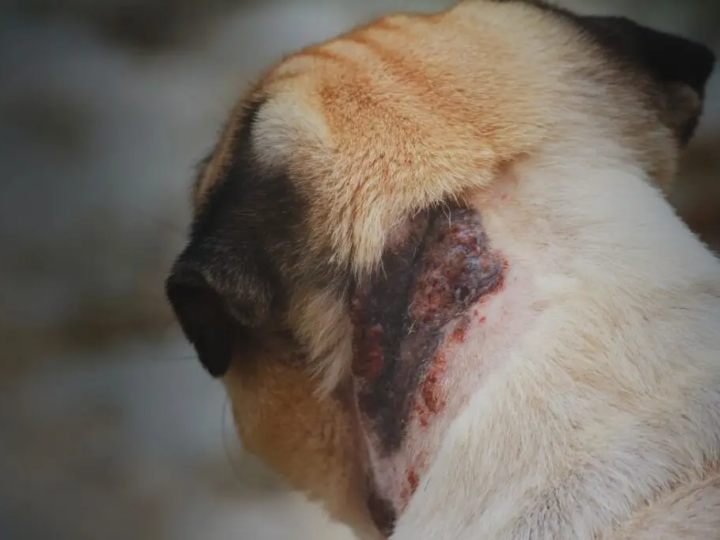 Brasil concentra 95,5% dos casos de leishmaniose visceral nas Américas e alerta para a proteção dos cães.