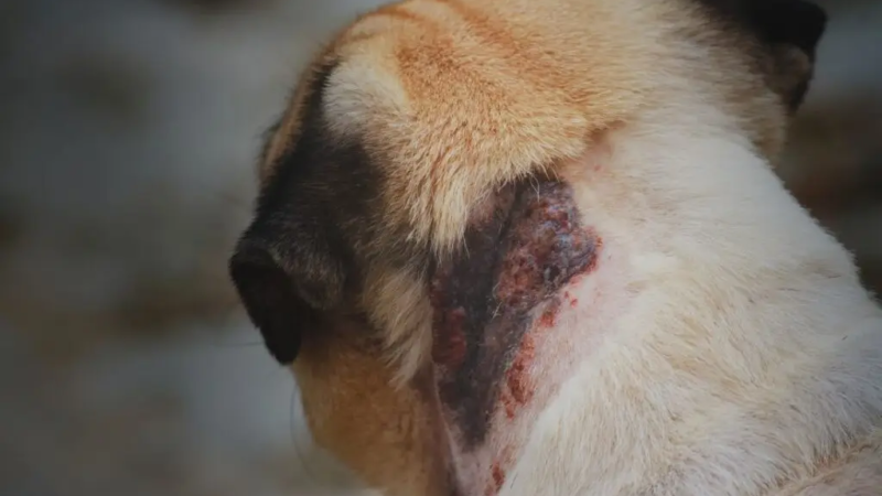 Brasil concentra 95,5% dos casos de leishmaniose visceral nas Américas e alerta para a proteção dos cães.