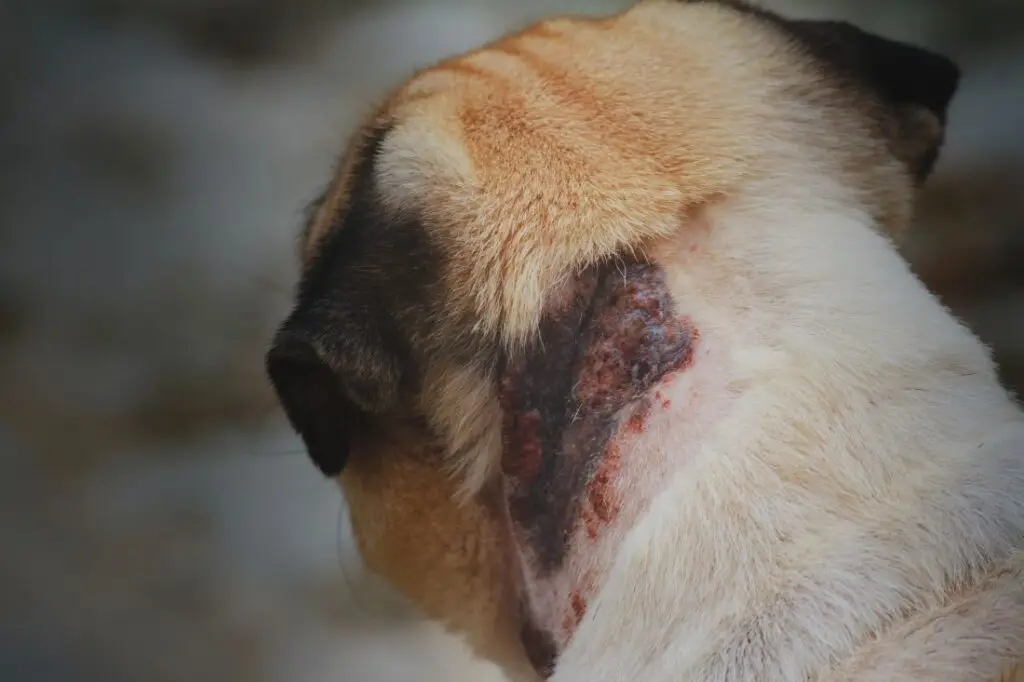 Brasil concentra 95,5% dos casos de leishmaniose visceral nas Américas e alerta para a proteção dos cães.