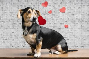 Dirofilariose: a doença silenciosa que compromete o coração dos cães.