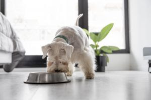 Por que a alimentação dos pets muda ao longo da vida?