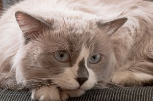 Bolas de pelo em gatos: o que o hábito revela sobre a saúde?