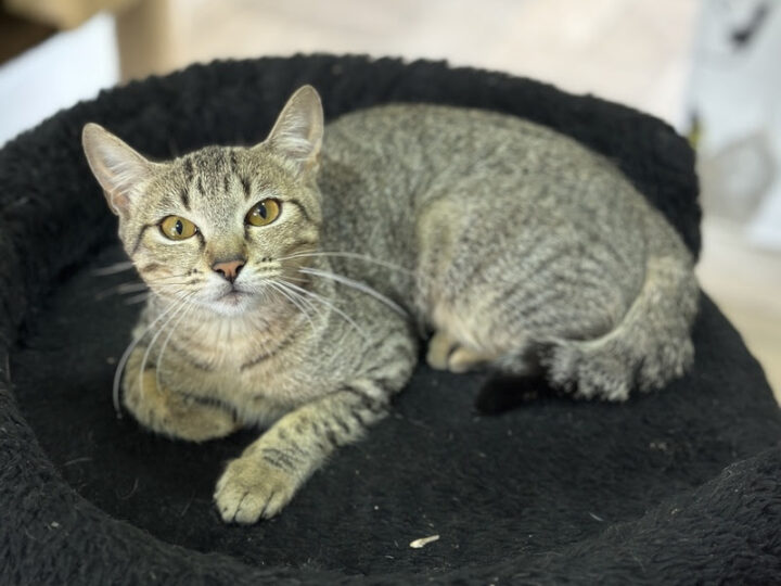 Instituto Caramelo promove evento de adoção com 46 cães e gatos no ParkShopping São Caetano neste sábado (16).