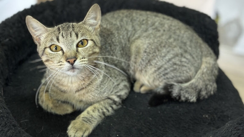 Instituto Caramelo promove evento de adoção com 46 cães e gatos no ParkShopping São Caetano neste sábado (16).