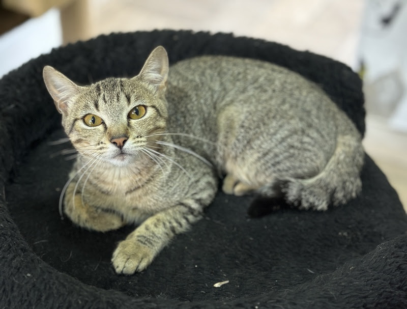 Instituto Caramelo promove evento de adoção com 46 cães e gatos no ParkShopping São Caetano neste sábado (16).