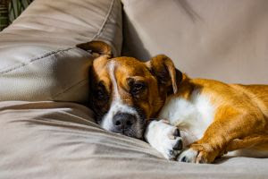 Vômito em pets: quando o sinal deixa de ser passageiro?