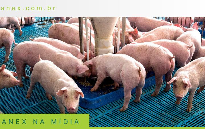 Ácidos ganham espaço como aliados estratégicos na saúde intestinal dos suínos.