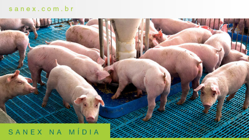 Ácidos ganham espaço como aliados estratégicos na saúde intestinal dos suínos.