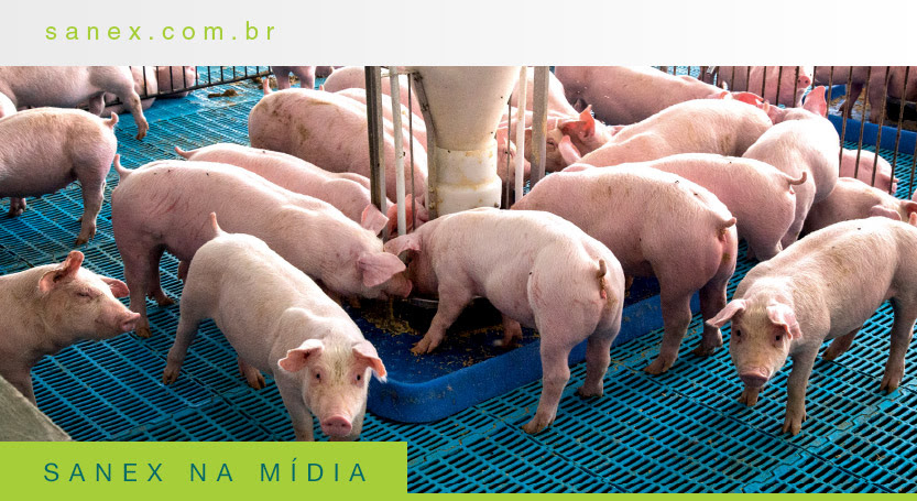 Ácidos ganham espaço como aliados estratégicos na saúde intestinal dos suínos.