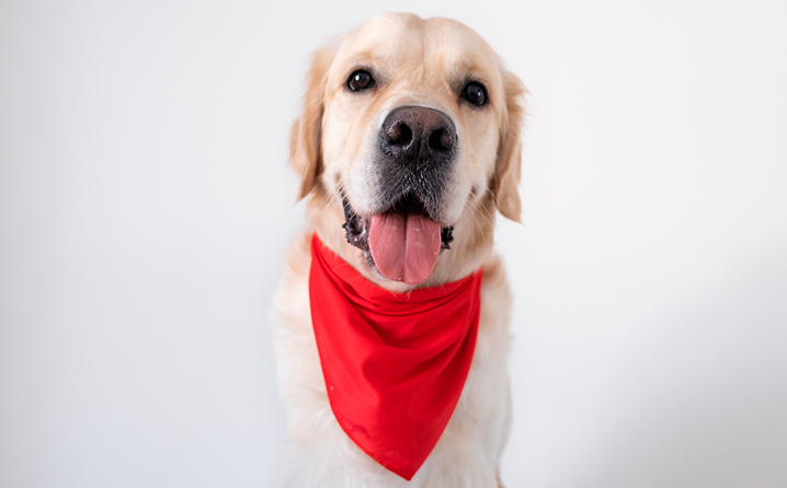 Junho Vermelho: cães e gatos também salvam vidas por meio da doação de sangue.