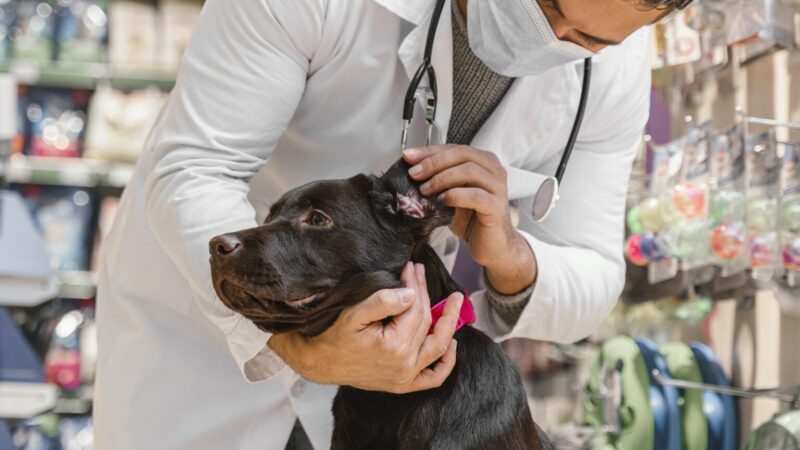Simpósio debate saúde mental na Residência em Medicina Veterinária.