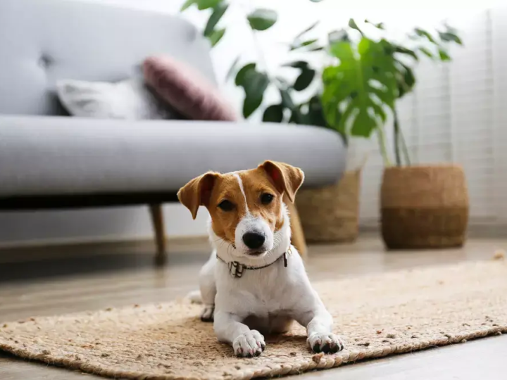 Pets que não saem de casa também precisam de proteção: MSD Saúde Animal explica a “carona” de parasitas.