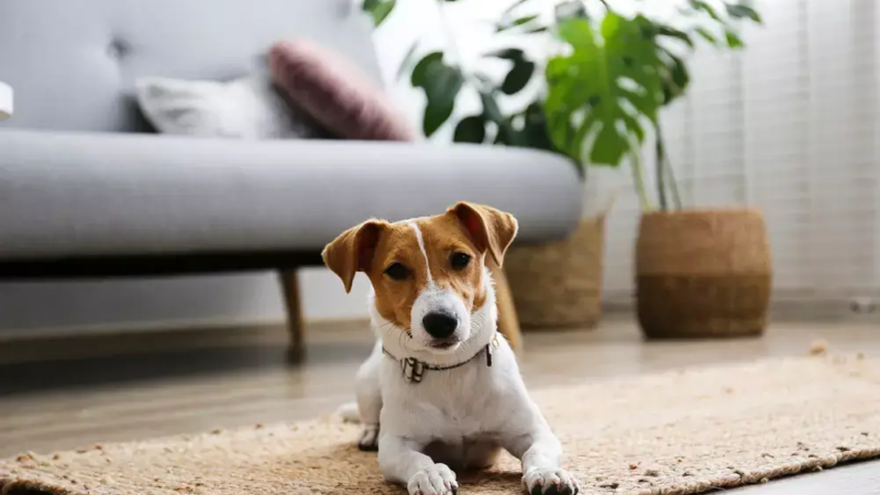 Pets que não saem de casa também precisam de proteção: MSD Saúde Animal explica a “carona” de parasitas.