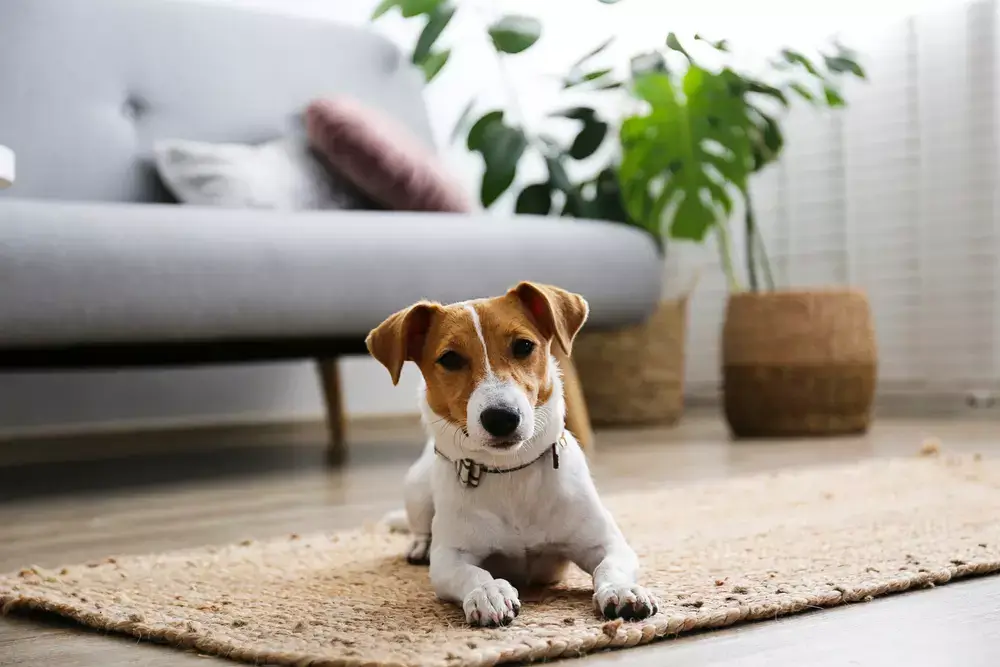 Pets que não saem de casa também precisam de proteção: MSD Saúde Animal explica a “carona” de parasitas.