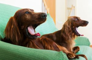 Socialização começa em casa: como experiências do dia a dia moldam o comportamento dos pets.