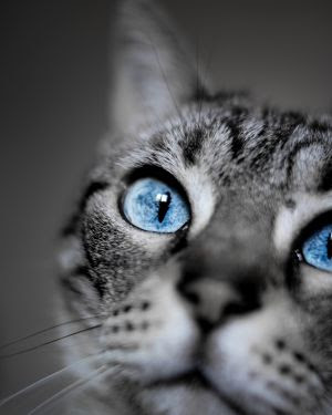 Ansiedade em gatos: sinais silenciosos que impactam o bem-estar felino.