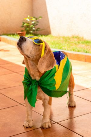 Copa do Mundo e fogos de artifício: como proteger os cães do medo dos barulhos?