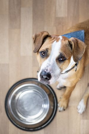 Seu pet está mesmo com fome? Entenda como funciona a saciedade em cães e gatos.