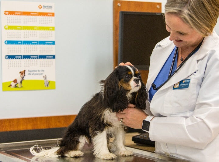 ROYAL CANIN® apoia o CINUV 2026 e reforça compromisso com a atualização científica na Medicina Veterinária.