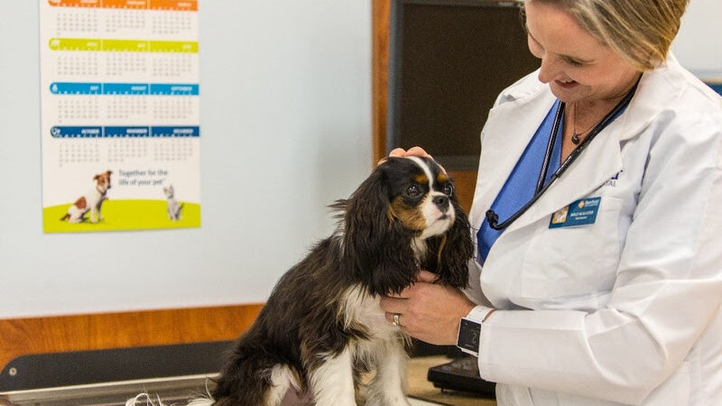 ROYAL CANIN® apoia o CINUV 2026 e reforça compromisso com a atualização científica na Medicina Veterinária.