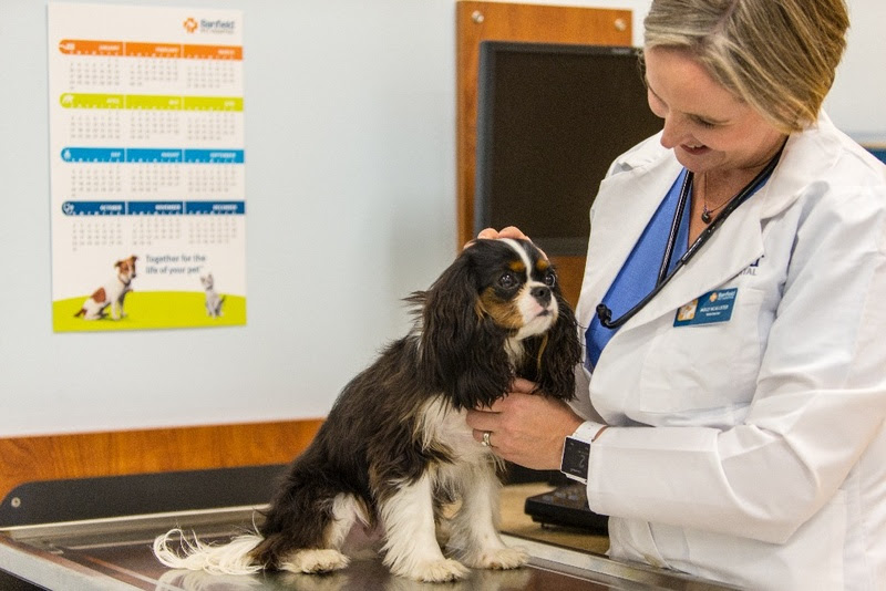 ROYAL CANIN® apoia o CINUV 2026 e reforça compromisso com a atualização científica na Medicina Veterinária.