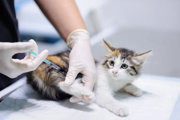Vacinas para gatos: veterinária explica quais são e contra quais doenças protegem.