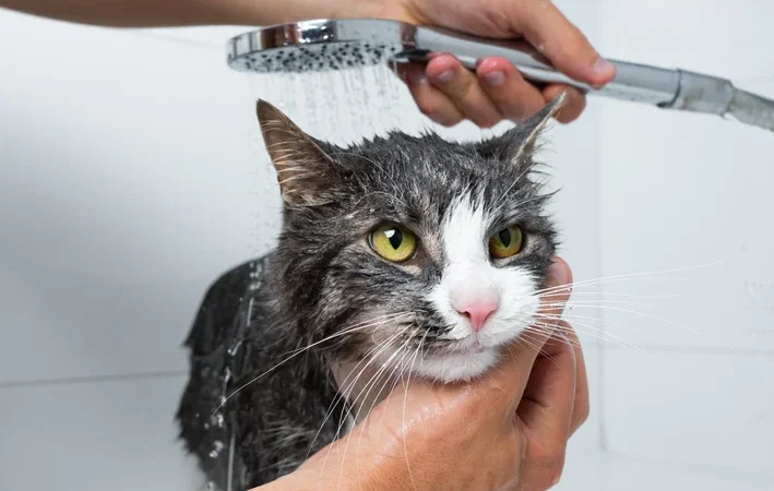 Pode dar banho em gato? Saiba quando é indicado e como cuidar da higiene felina.