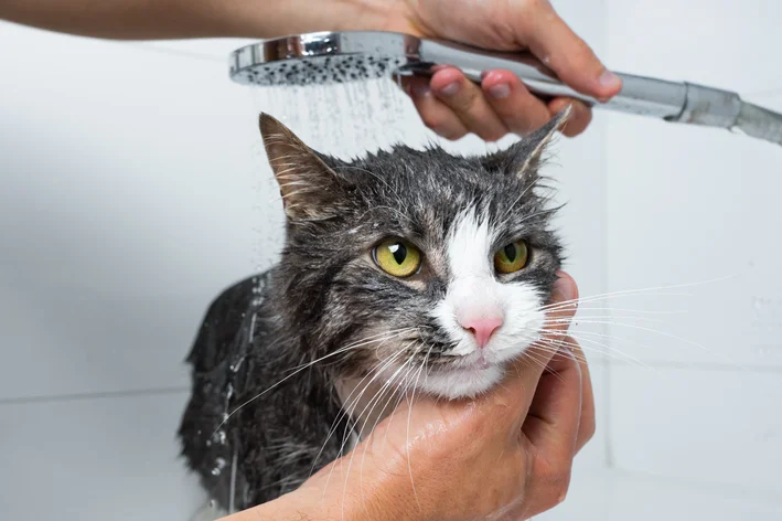 Pode dar banho em gato? Saiba quando é indicado e como cuidar da higiene felina.