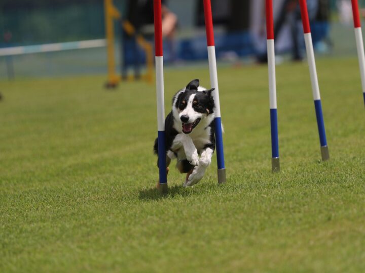 Diferença entre Pets Atletas e Pets Domésticos.