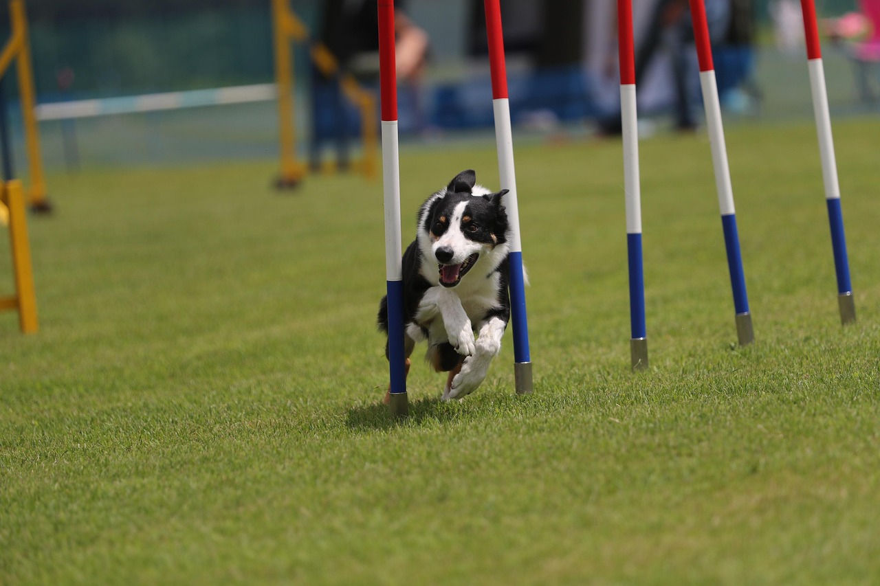 Diferença entre Pets Atletas e Pets Domésticos.