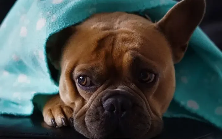 Cachorro tremendo: o que pode causar esse comportamento?