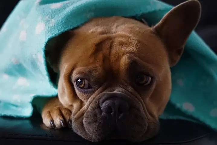 Cachorro tremendo: o que pode causar esse comportamento?