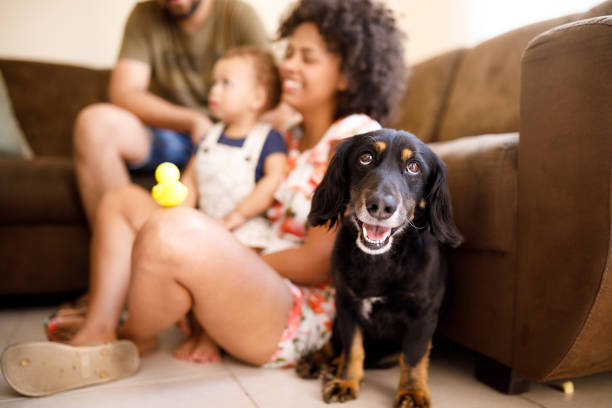 No passado, o cuidado com os animais não incluía as necessidades emocionais dos tutores.