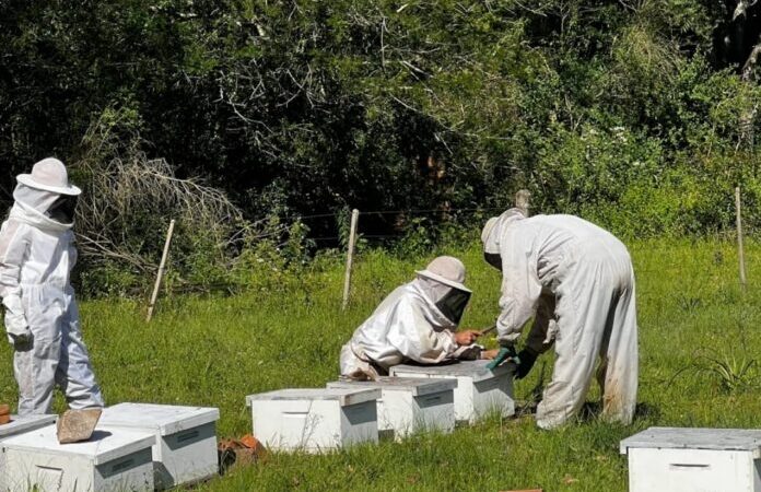 Entrega de colmeias no RS busca recompor apiários perdidos em desastre climático.