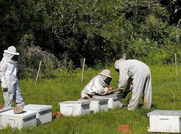 Entrega de colmeias no RS busca recompor apiários perdidos em desastre climático.