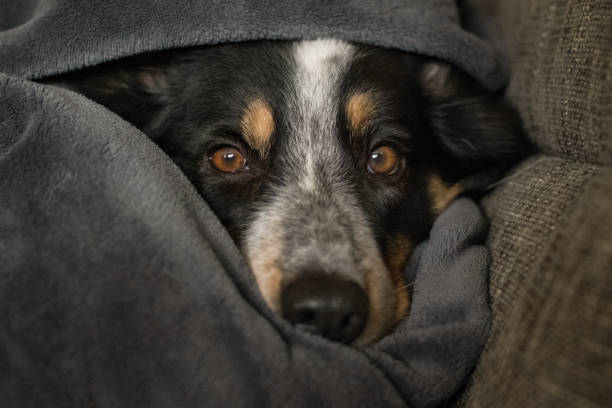 Cuidados com Mudanças Bruscas de Temperatura com os Pets.