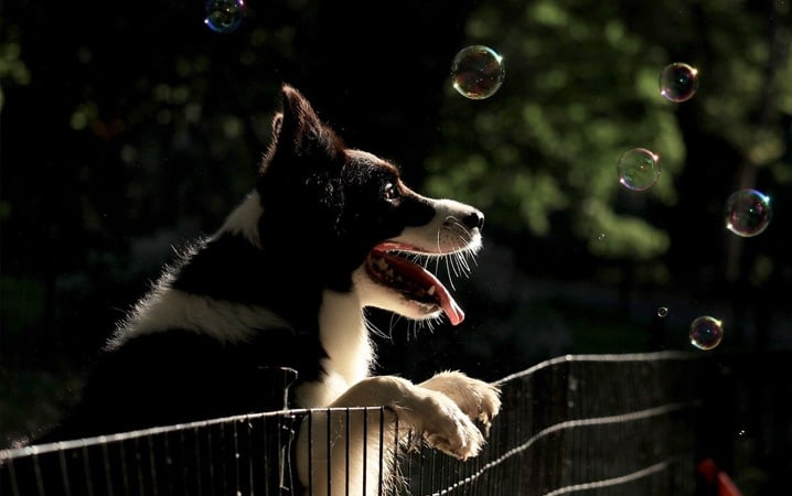 MSD Saúde Animal transforma Parque Ibirapuera em ecossistema imersivo de saúde pet com realidade virtual.