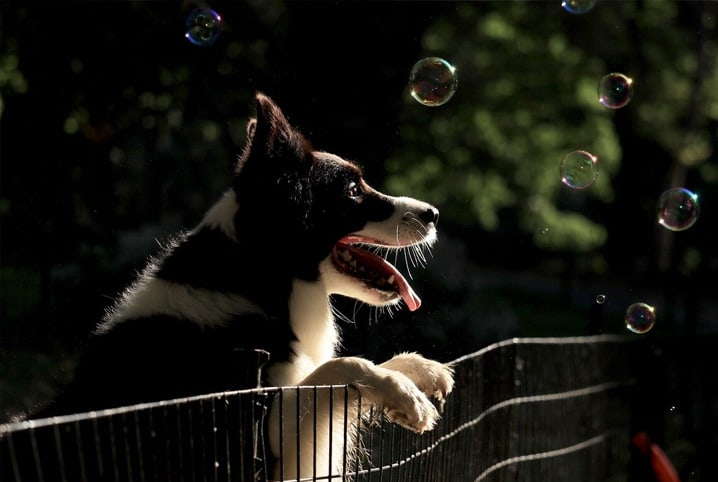 MSD Saúde Animal transforma Parque Ibirapuera em ecossistema imersivo de saúde pet com realidade virtual.