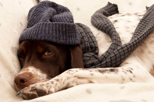 Temperaturas baixas aumentam riscos à saúde de pets durante o inverno.