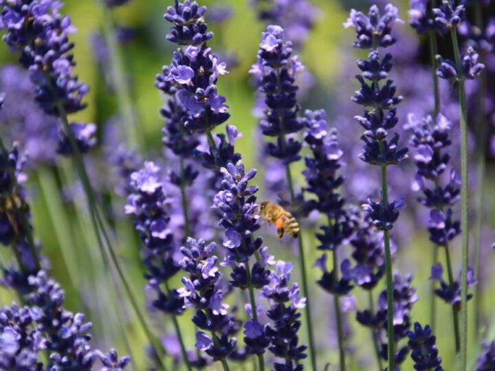 Flores que fazem a diferença: como manter as abelhas nutridas o ano inteiro.