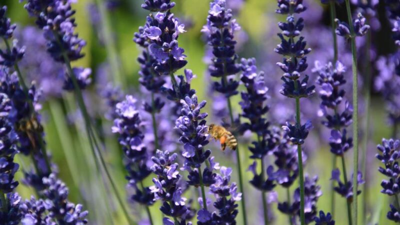 Flores que fazem a diferença: como manter as abelhas nutridas o ano inteiro.
