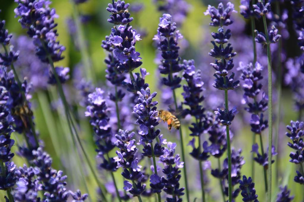 Flores que fazem a diferença: como manter as abelhas nutridas o ano inteiro.